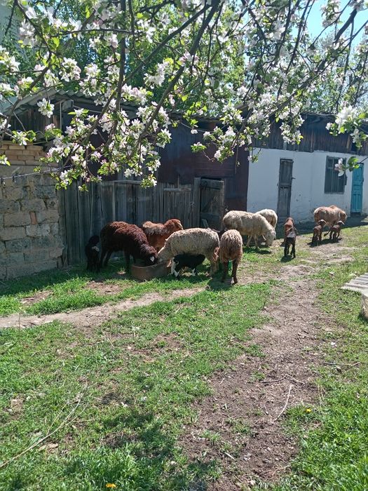 Продам баран с ягненком