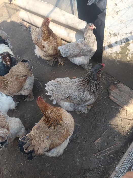 Puisori brahma si motate 15 zile