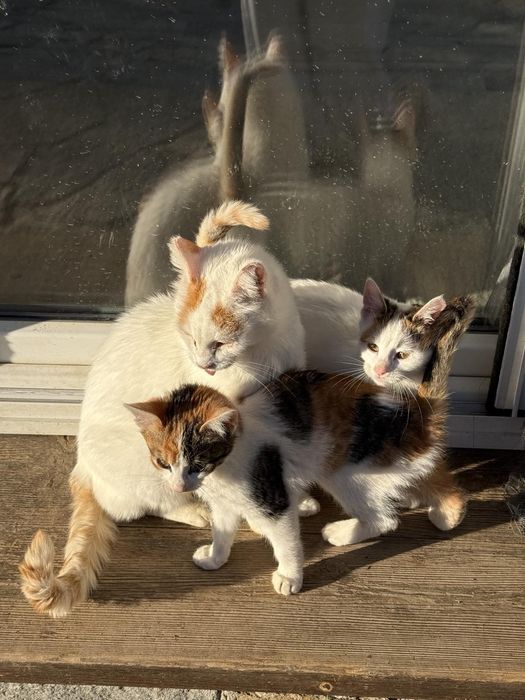 Котенце малко подарявам.