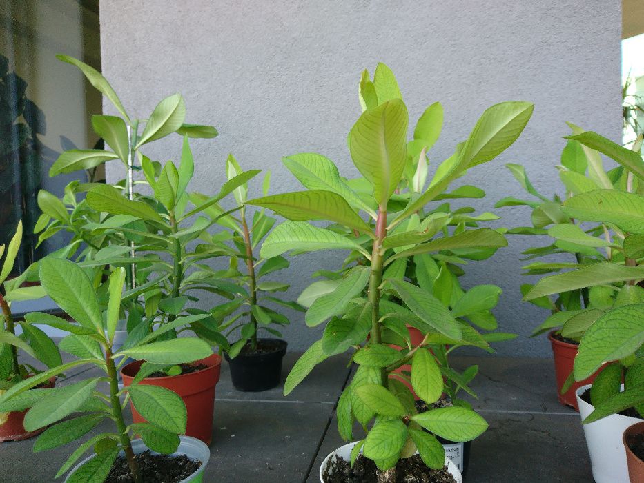 Planta verde Arbore de cauciuc
