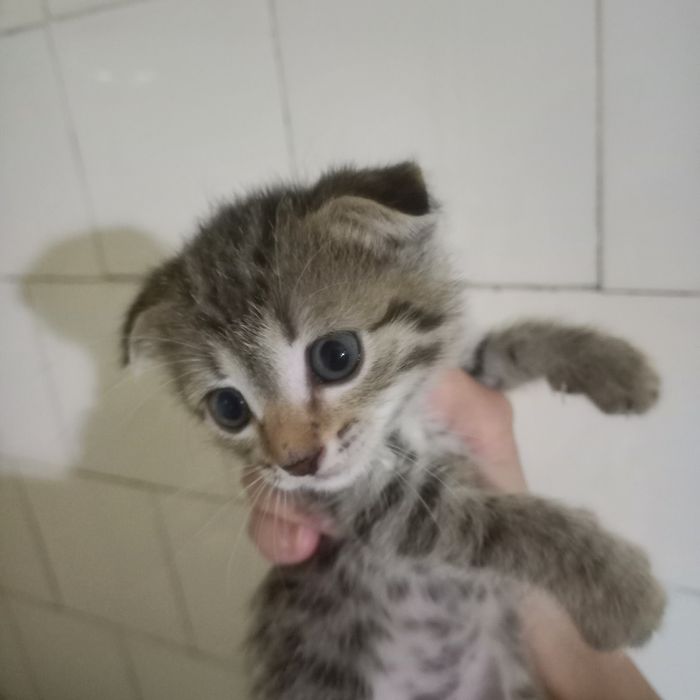 Вислоухий котёнок 1 мес дев