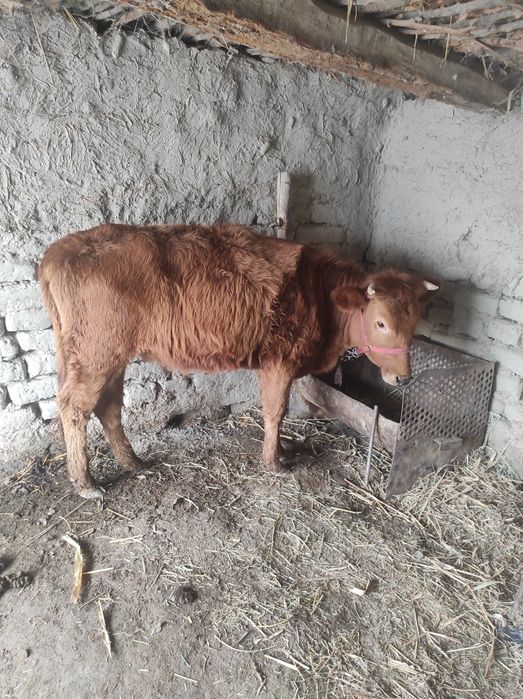 Куенлар ва гуножин сотилади