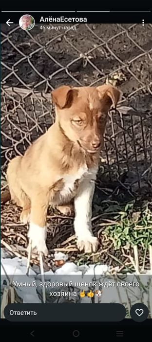 Отдам щенков в хорошие руки