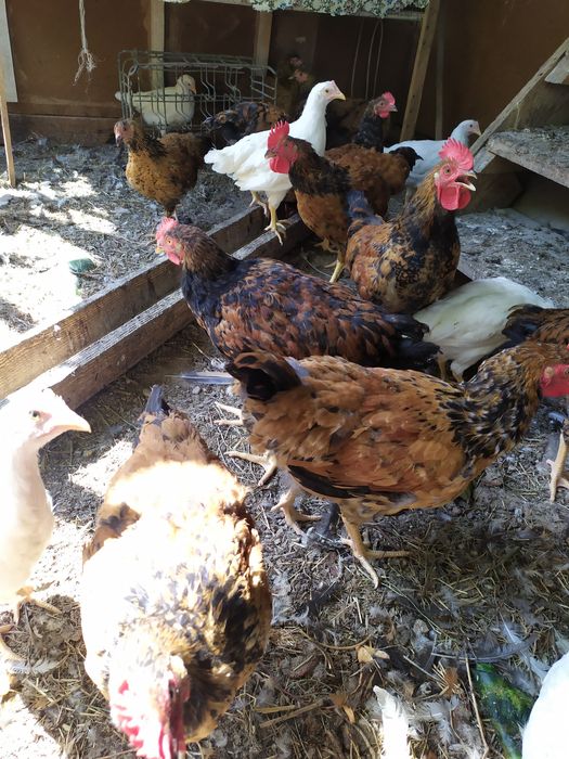 Цыплята петушки племенные