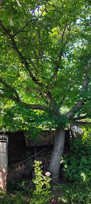 Vand casa, anexe si gradina in satul Dolina