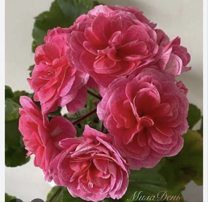 Пеларгония. Герань