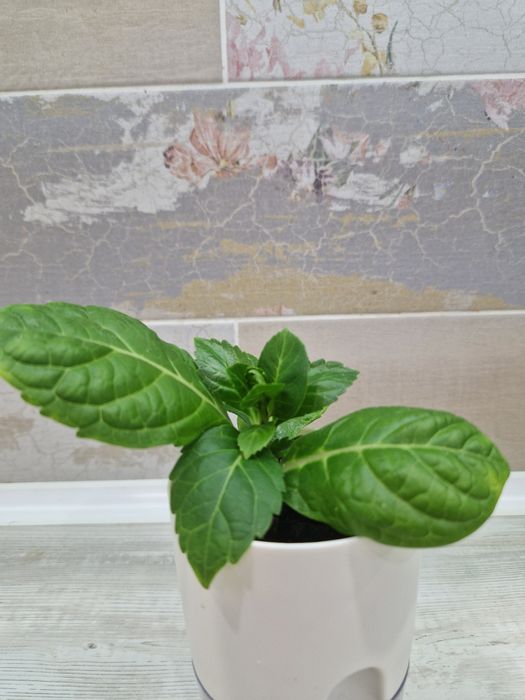 Продам цветы комнатные