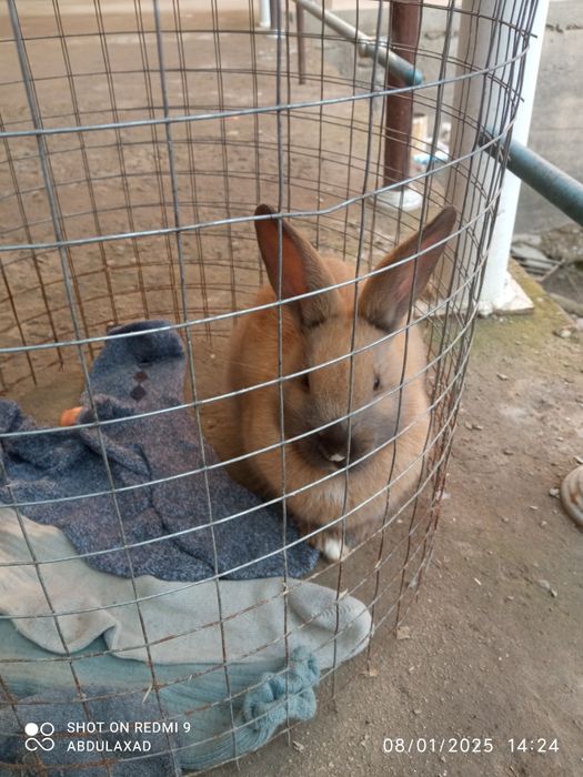 Quyon sotiladi.karlik olmaxon