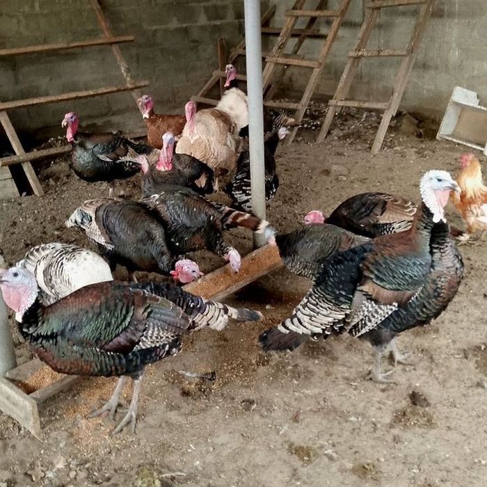 Продам индюков (Текели, самовывоз)