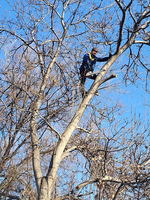 Спил деревьев агаш кесемиз