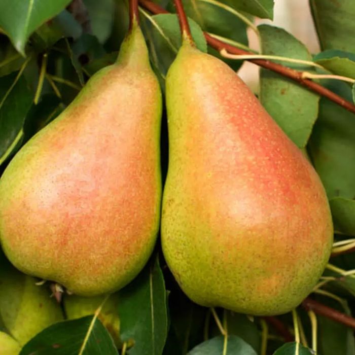 Pomi Fructiferi deosebiti  par harow sweet
