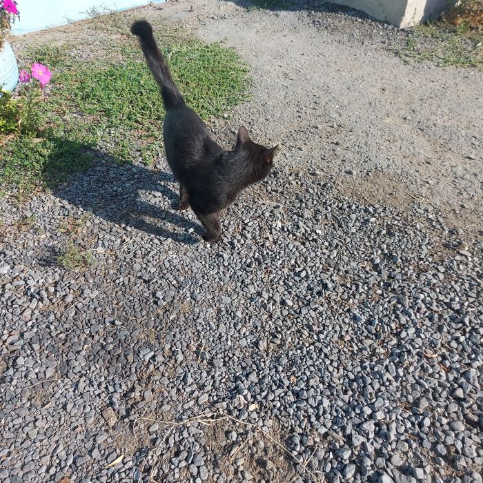 Отдам кота возраст 2 года