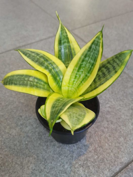 Комнатные цветы  сансевиерии, в ассортименте