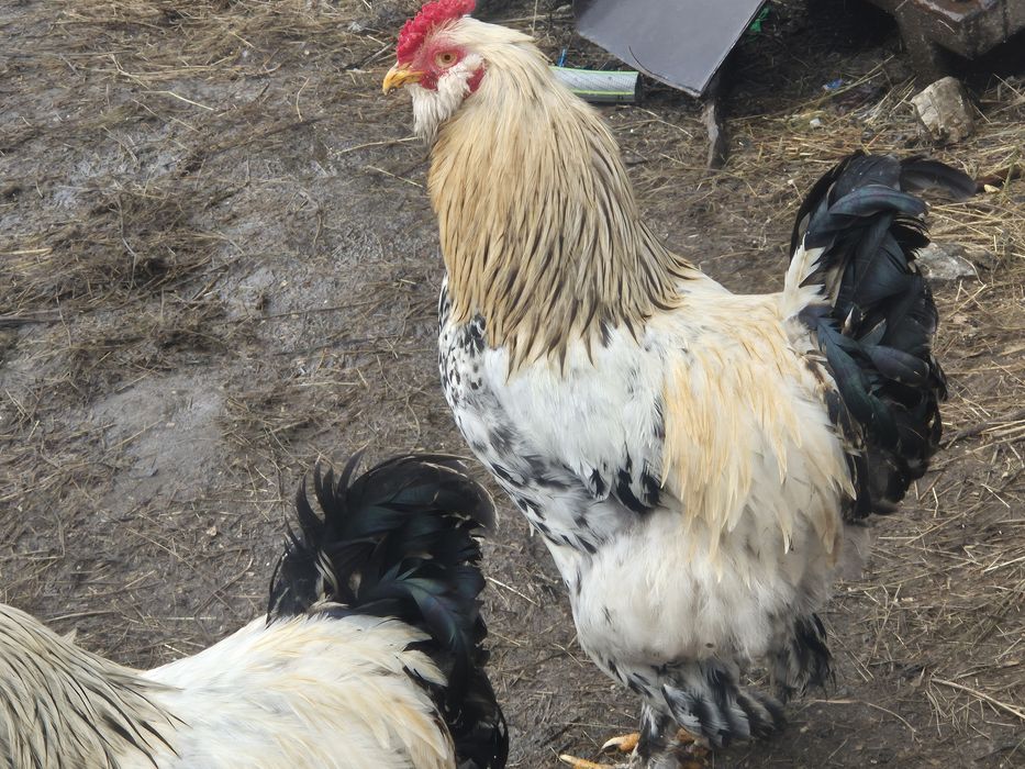 Cocoși  tineri 2025