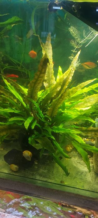 Растения. Рыбки аквариумные