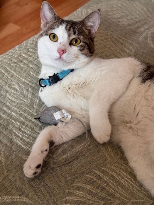 Добрым и ответственным людям замечательного котика