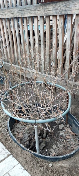 Сад и огород... саженцы