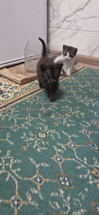 Отдам котят в добрые руки