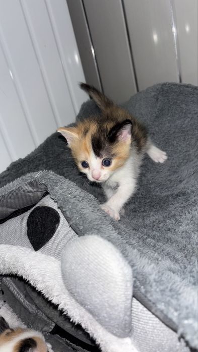 Котята бесплатно