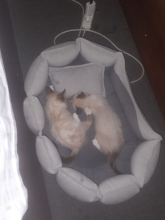 Siam mushugi toza zot