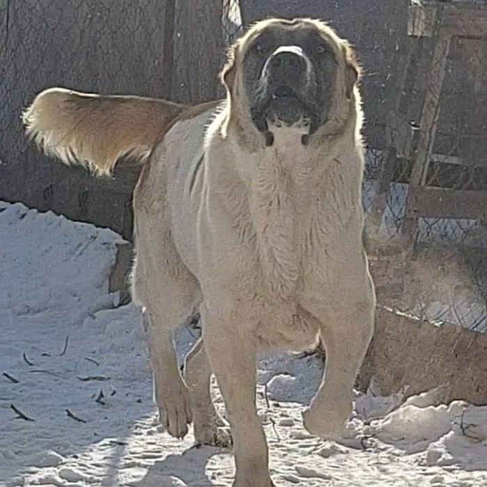 Пропала собака(Алабай, девочка)