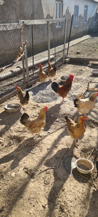 яица жұмыртқа Кучински