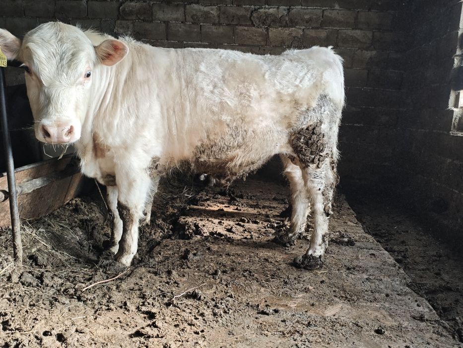 Аулиеколь бык производитель