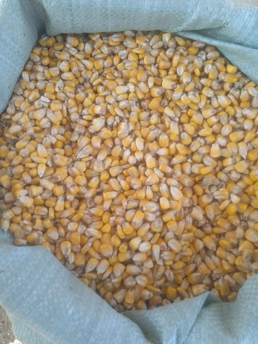Makka jo'xori zor narx кукуруз