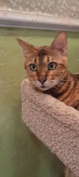 Бенгальские кошечки. Свободны только две!!