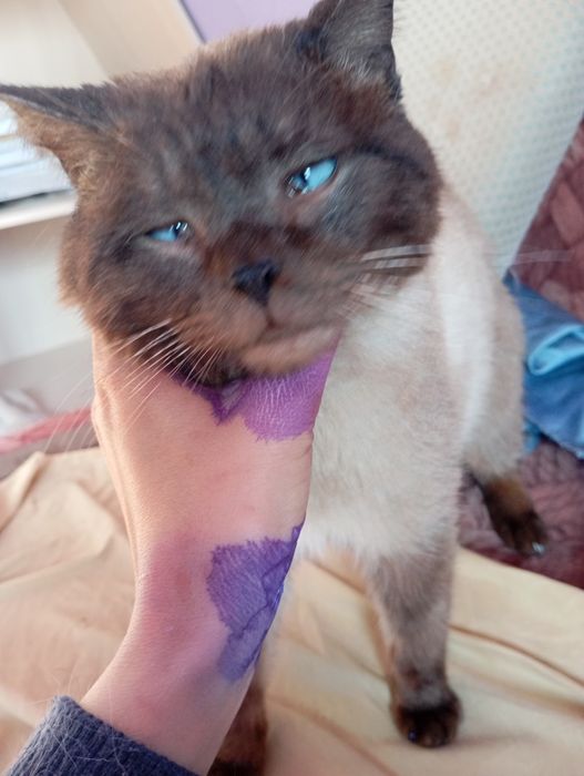 Кот идеально для ребенка.