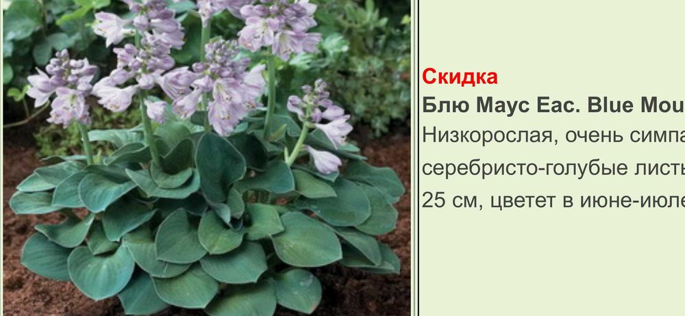 Продам цветы хосты от 1000 т