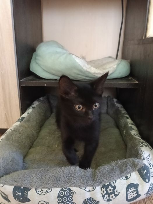Котёнок девочка 2,5  месяца.