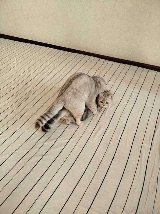 Вязка скотиш фолд Серебристая шиншилла .кот НЕ ПРОДАЁТСЯ.