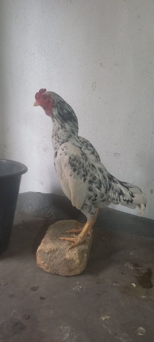 Продам петуха ко шамо карликовый