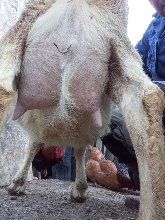 Vând capre 3 fătate și 5 depuse