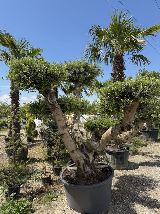 Rulouri de gazon sistem de irigatii gazon plante decorative