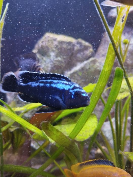 Малавийские цихлиды, самцы