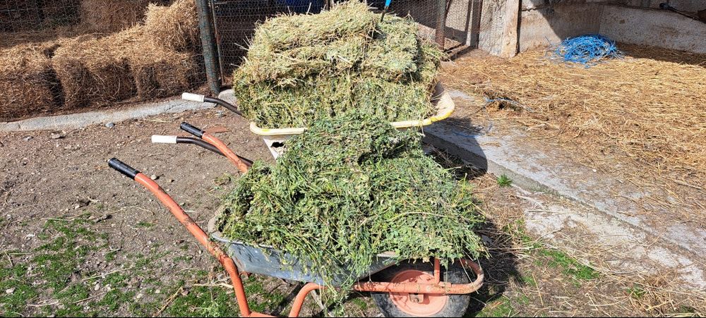 Vand baloti lucerna coasa 3 si 4 calitate superioara