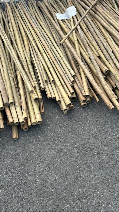 Продам бамбук