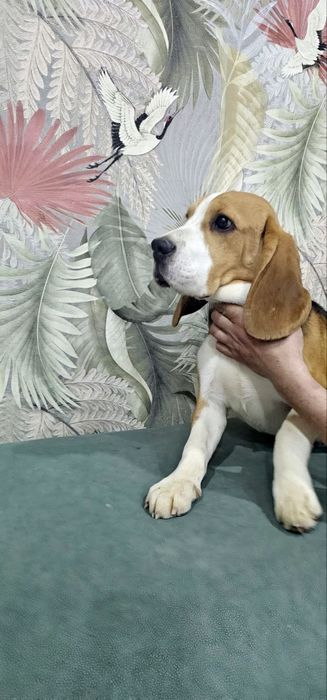 Щенок бигля мальчик