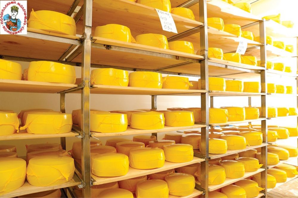 голландский сыр / голланд пишлоги