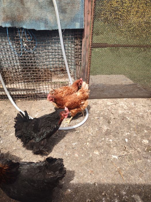 Găini ouătoare și Moravia