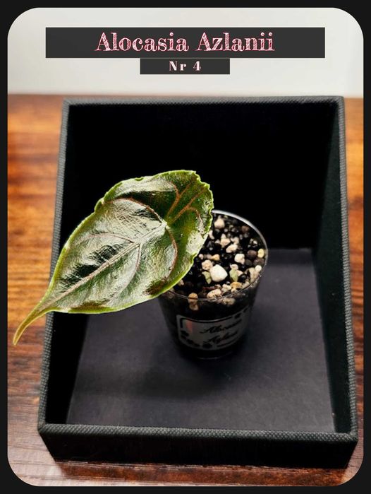 Plante, Alocasia Variegata , Monstera Albo