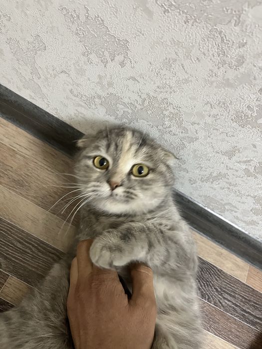 Scottish Fold Shotlandiya