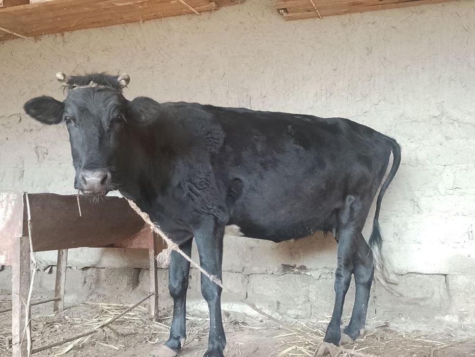 3 ойлик бугоз корнидакиси 2 корин