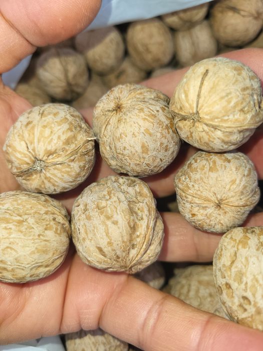 Грецкий орех высший сорт.