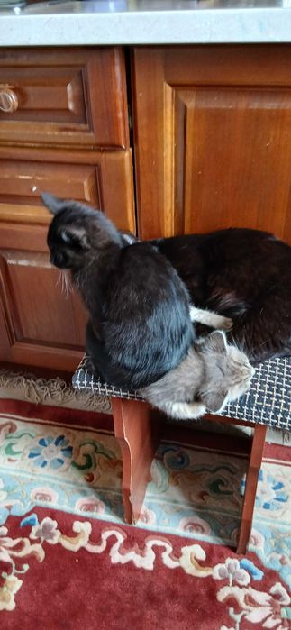 Котята родидись 8 марта