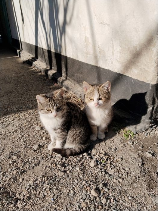 Отдам в хорошие руки