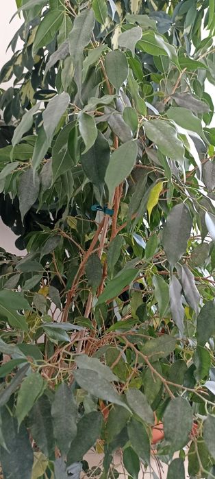 Шефлера и бенджамин