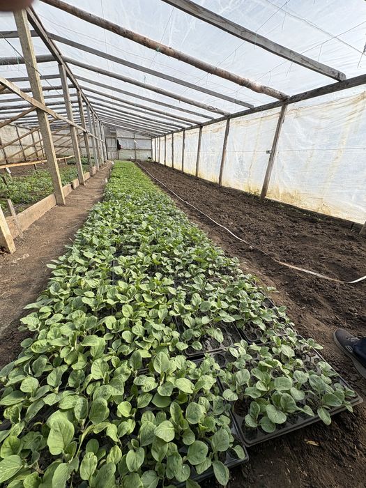 Răsaduri sănătoase de legume – pregătite pentru plantare